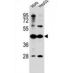 C10orf129 Antibody
