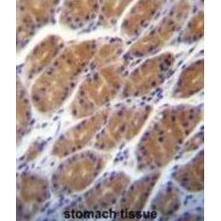 Claudin 2 (CLDN2) Antibody
