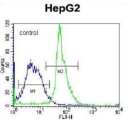 Keratin-Associated Protein 1-3 (KRTAP1-3) Antibody