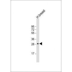 Beta-Casein (CSN2) Antibody
