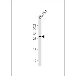 Beta-Casein (CSN2) Antibody