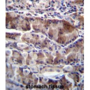 Neurensin 2 (NRSN2) Antibody