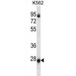 Neurensin 2 (NRSN2) Antibody