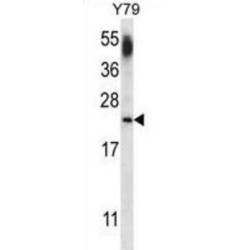CB1 Cannabinoid Receptor-Interacting Protein 1 (CNRP1) Antibody