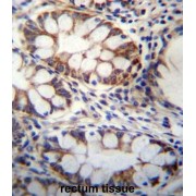 G Protein Signaling Modulator 1 (GPSM1) Antibody