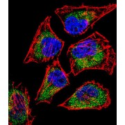 SIX Homeobox 5 (SIX5) Antibody