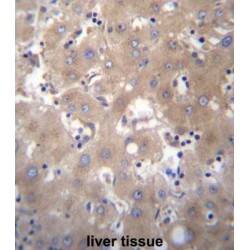 SIX Homeobox 5 (SIX5) Antibody