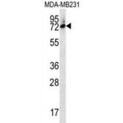 SIX Homeobox 5 (SIX5) Antibody