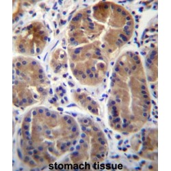 Synaptophysin-Like Protein 1 (SYPL1) Antibody