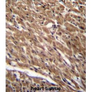 Protein BTG3 (BTG3) Antibody