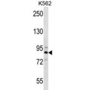 Striatin-4 (STRN4) Antibody