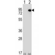 E74-Like Factor 4 (Ets Domain Transcription Factor) (ELF4) Antibody