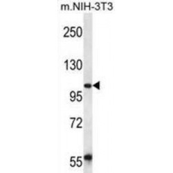 Ubiquitin Associated Protein 2 (UBAP2) Antibody