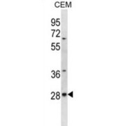 abx027008