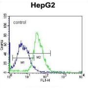 Pleckstrin Homology Domain-Containing Family H Member 1 (PLEKHH1) Antibody