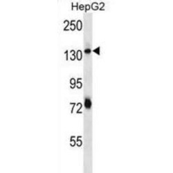 Pleckstrin Homology Domain-Containing Family H Member 1 (PLEKHH1) Antibody