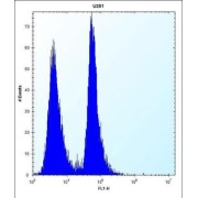 K0746 Antibody