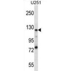 K0746 Antibody