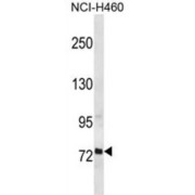 Regulatory Factor X2 (RFX2) Antibody