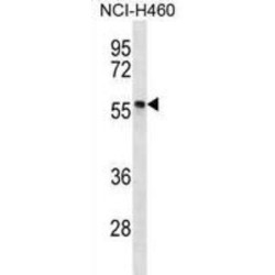 Phosphorylated Adapter RNA Export Protein (PHAX) Antibody