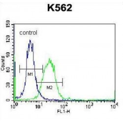 Double C2-Like Domain-Containing Protein Alpha (DOC2A) Antibody