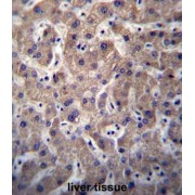 SULT1A3 / SULT1A4 Antibody