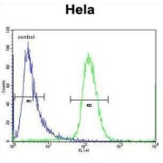Schwannomin-Interacting Protein 1 (SCHIP1) Antibody