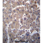 YIP1 Family Member 1 (YIPF1) Antibody