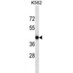Calcium Voltage-Gated Channel Auxiliary Subunit Gamma 4 (CACNG4) Antibody