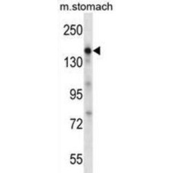 Pro-Epidermal Growth Factor (EGF) Antibody