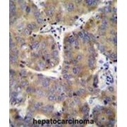 Eukaryotic Translation Initiation Factor 3 Subunit H (EIF3H) Antibody