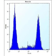 Zinc Finger CCHC-Type And RNA-Binding Motif-Containing Protein 1 (ZCRB1) Antibody