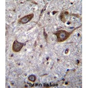 Glutamate Receptor, Ionotropic, AMPA 1 (GRIA4) Antibody