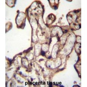 MORN Repeat-Containing Protein 3 (MORN3) Antibody