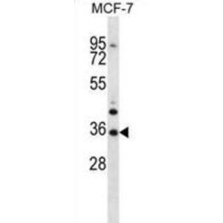 MORN Repeat-Containing Protein 3 (MORN3) Antibody
