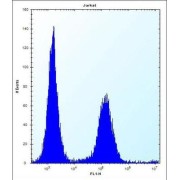 Ecto-NOX Disulfide-Thiol Exchanger 2 (ENOX2) Antibody