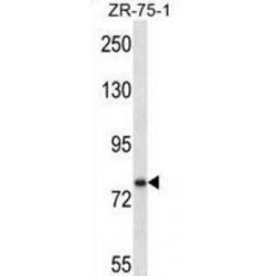 Single-Minded Homolog 1 (SIM1) Antibody