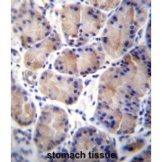 Carboxylesterase 4A (CES8) Antibody