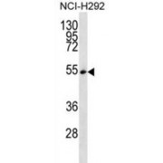 Serine/arginine-Rich Splicing Factor 11 (SFRS11) Antibody