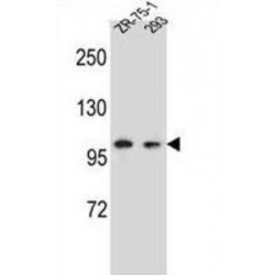 Glutamate Receptor-Interacting Protein 2 (GRIP2) Antibody
