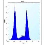 Olfactory Receptor Family 10 Subfamily G Member 9 (OR10G9) Antibody