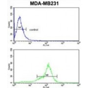 Bcl2-Related protein A1 (BCL2A1) Antibody