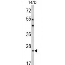 Bcl2-Related protein A1 (BCL2A1) Antibody