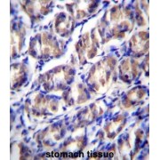 Outer Dense Fiber of Sperm Tails 2 Like (ODF2L) Antibody