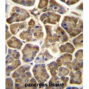 Coiled-Coil Domain-Containing Protein 90B (CCDC90B) Antibody