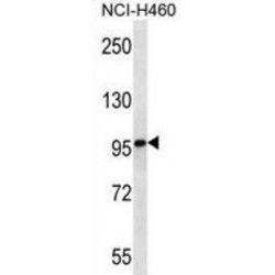 Multimerin 2 (MMRN2) Antibody