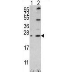 Bcl-w (BH3 Domain Specific) Antibody