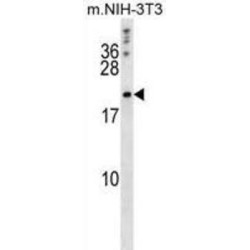 Bcl-w (BH3 Domain Specific) Antibody