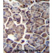 WD Repeat-Containing Protein 12 (WDR12) Antibody