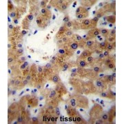 ER Lipid Raft Associated Protein 1 (ERLIN1) Antibody